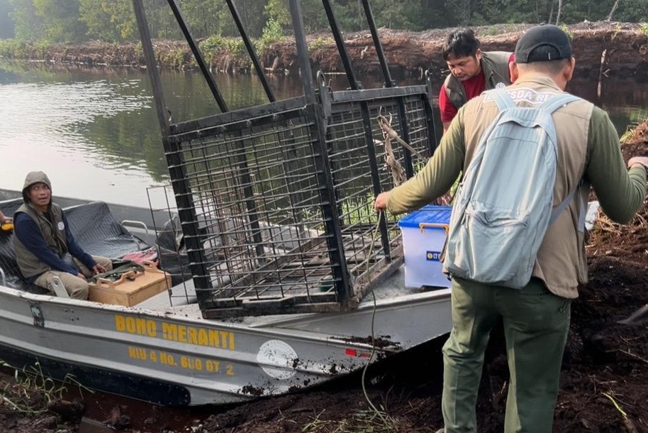 BBKSDA Riau Pasang Jebakan Harimau di Pelalawan