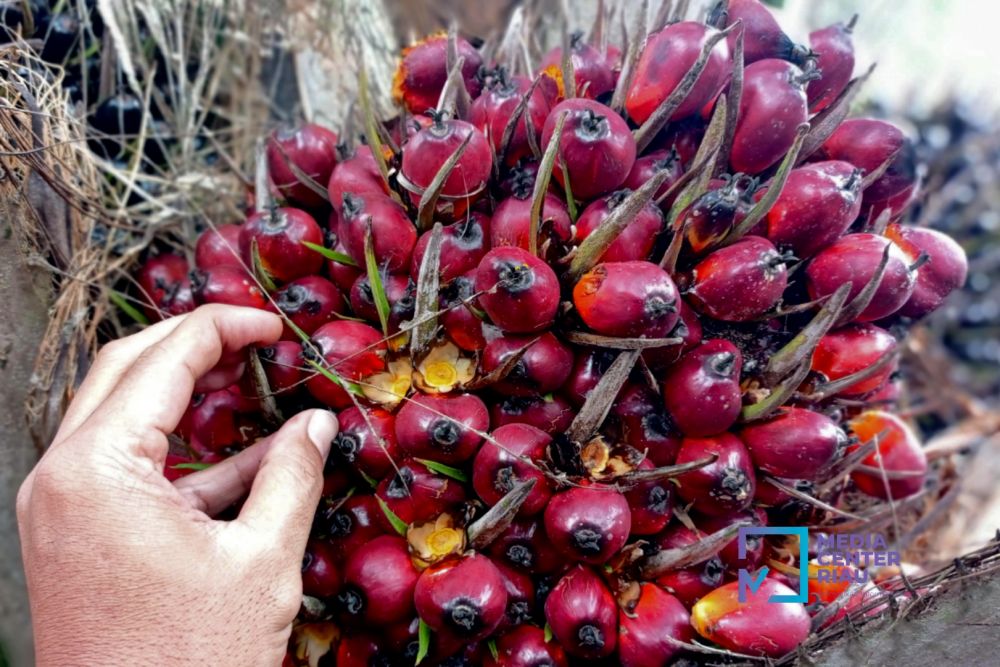 Harga CPO dan Kernel Turun, Kelapa Sawit Mitra Plasma Minggu Ini Jadi Rp3.653 per Kg