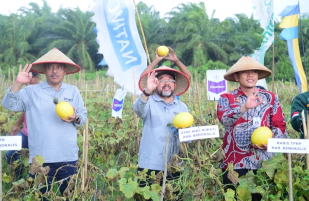 Panen Raya Melon di Siak Kecil, Bupati Bengkalis Ajak Petani Kelola Lahan dan Pekarangan Secara Optimal