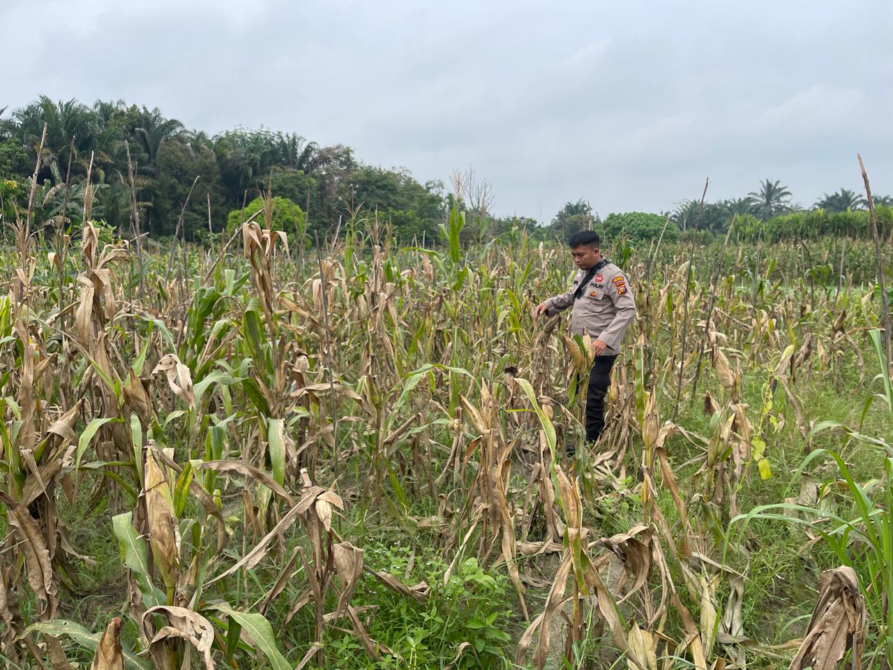 Ketahanan Pangan Berkelanjutan, Polisi Aktif Rawat Kebun Jagung Binaan