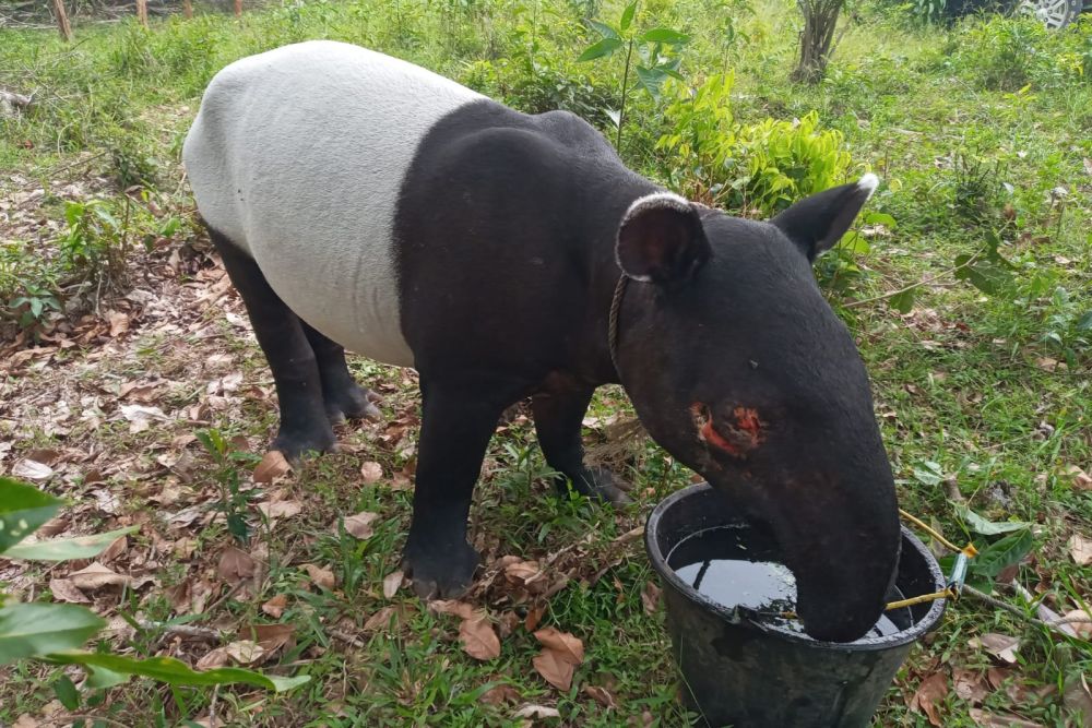 Tapir Ukuran Besar Masuk Permukiman Penduduk di Pekanbaru, BBKSDA Riau Berindak
